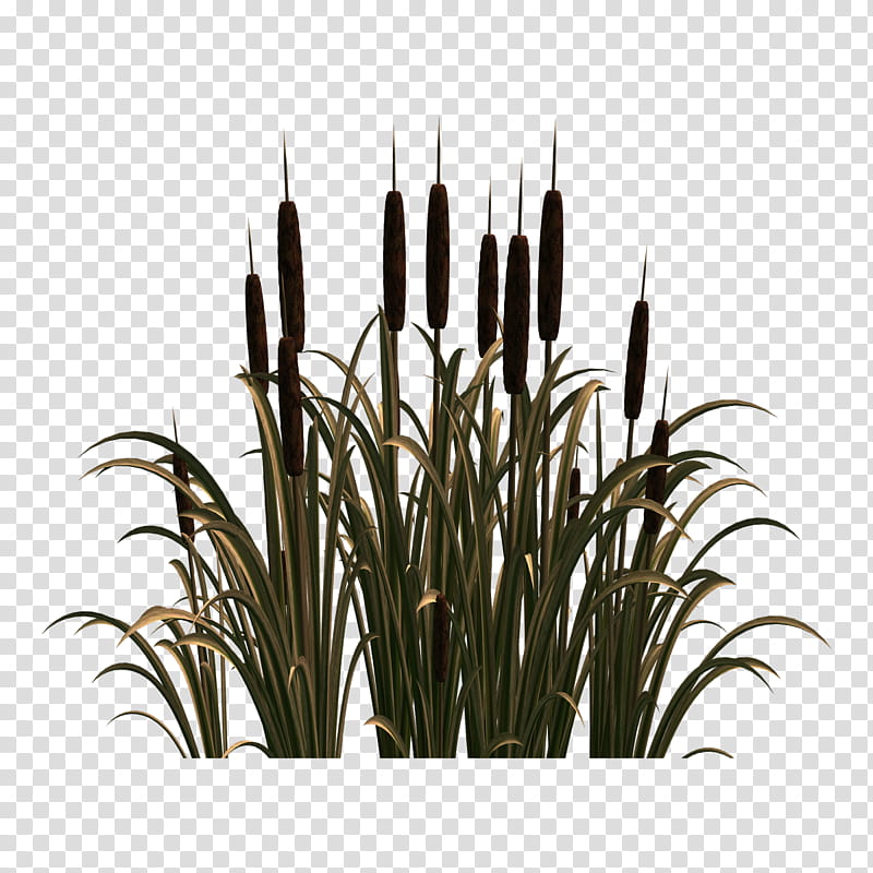 Drawing Of Family, Common Reed, Grasses, Scirpus, Plants, Cartoon, Phragmites, Grass Family transparent background PNG clipart