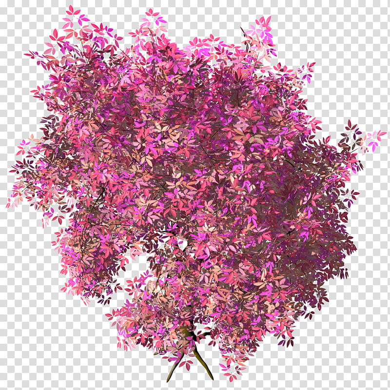 Megusurinoki Acer Maxi TIF, purple and pink tree illustration transparent background PNG clipart