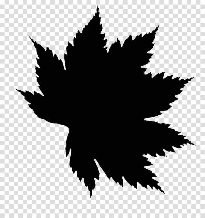 Red Maple Tree, Japanese Maple, Drawing, Maple Leaf, Acer Japonicum, Autumn Leaf Color, Black, Plant transparent background PNG clipart