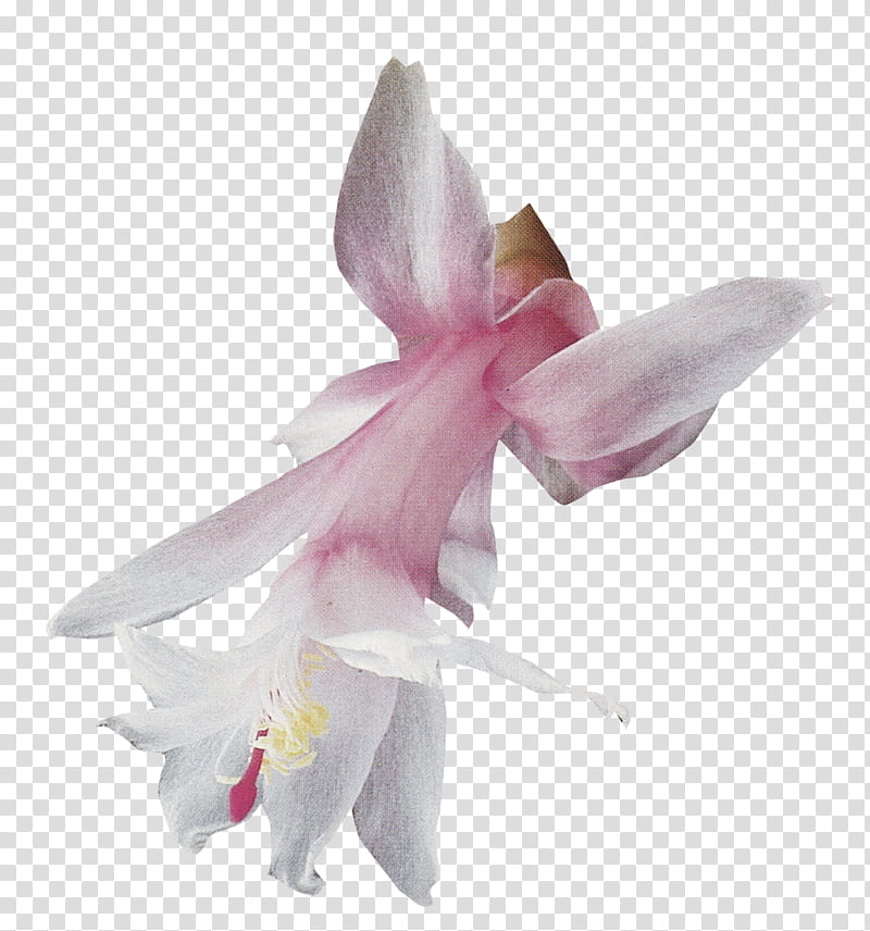 Flower Set , blooming white and pink lily flower transparent background PNG clipart