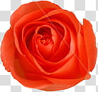 , orange rose illustration transparent background PNG clipart