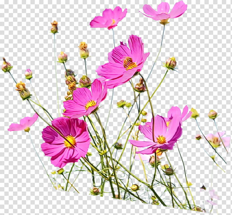 flower flowering plant plant cut flowers garden cosmos, Watercolor, Paint, Wet Ink, Petal, Wildflower, Daisy Family transparent background PNG clipart