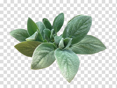 Mini  s, green oregano plant transparent background PNG clipart