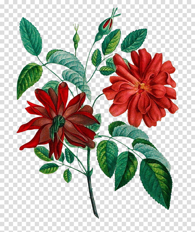 Flowers, Flower Bouquet, Cut Flowers, Music , China Rose, Digital Art, Plant, Flora transparent background PNG clipart