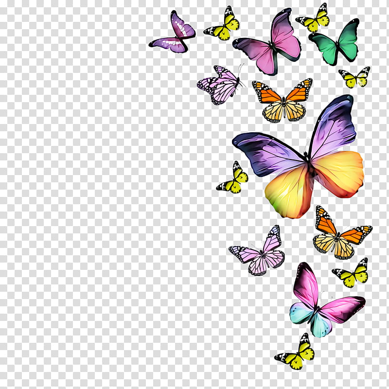 cynthia (subgenus) butterfly moths and butterflies insect pollinator, Cynthia Subgenus, Brushfooted Butterfly, Pieridae, Wing transparent background PNG clipart