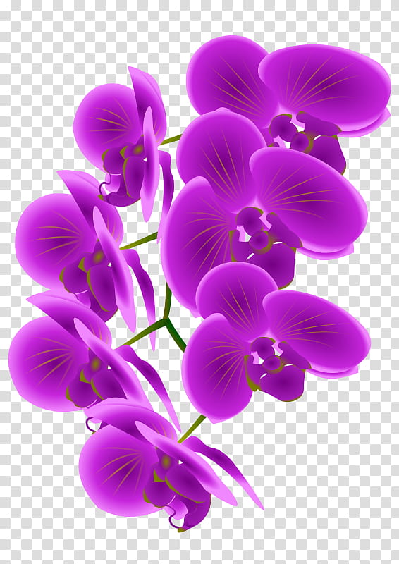 Orchid Flower, Orchids, Cattleya Orchids, Moth Orchids, Daisy Orchid, Plant, VIOLA, Lilac, Purple, Petal transparent background PNG clipart