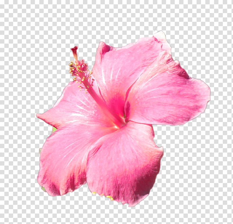 Hawaiian Flowers, pink hibiscus floewr transparent background PNG clipart