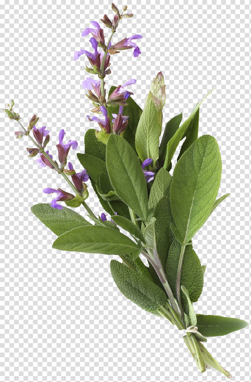 Oil, Common Sage, Herb, Essential Oil, Officinalis, Food, Scarlet Sage, Herbalism transparent background PNG clipart