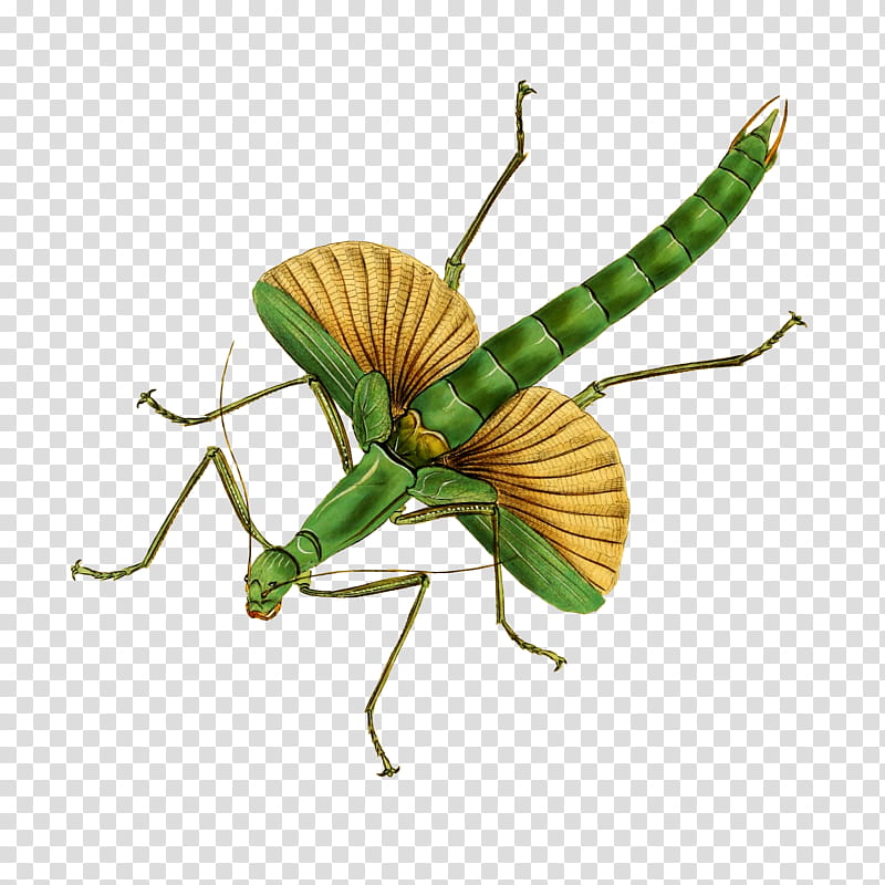 insect mantidae mantis grasshopper pest, Walking Stick Insect, Cricketlike Insect, Plant transparent background PNG clipart