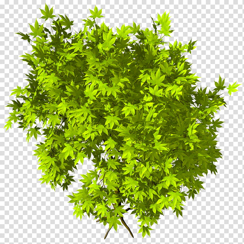 Ohmomiji Acer Amoenum TIF, green plants transparent background PNG clipart
