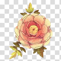 pink petaled flower transparent background PNG clipart