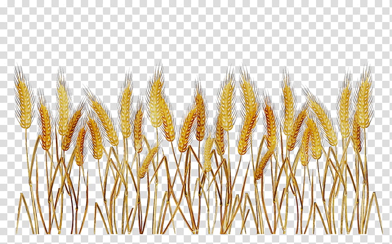Grass, Emmer, Food, Cereal, Cereal Germ, Grain, Drink, Plants transparent background PNG clipart