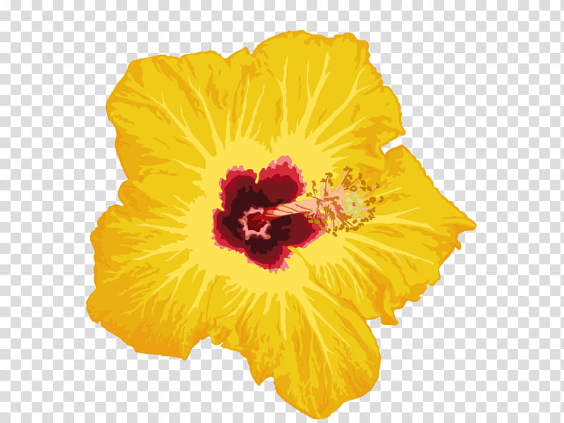 Flower, blooming yellow hibiscus flower transparent background PNG clipart