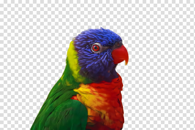 Colorful, Parrot, Bird, Exotic Bird, Tropical Bird, Macaw, Parakeet, Loriini transparent background PNG clipart