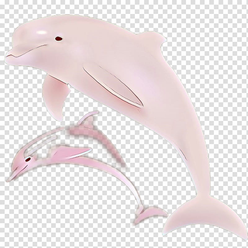 Pink, Dolphin, Pink M, Beak, Bottlenose Dolphin, Shortbeaked Common Dolphin, Cetacea, Fin transparent background PNG clipart