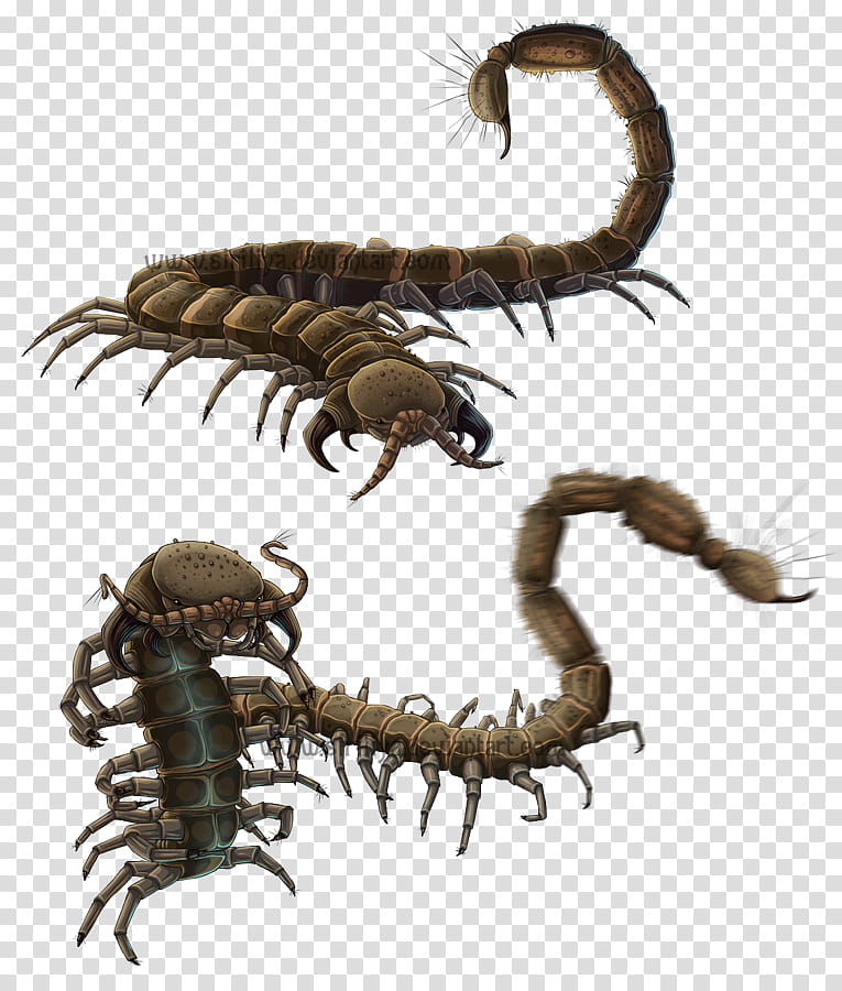 Caterpillar, Centipedes, Insect, Millipedes, Scorpion, Animal, House Centipede, Arthropod transparent background PNG clipart