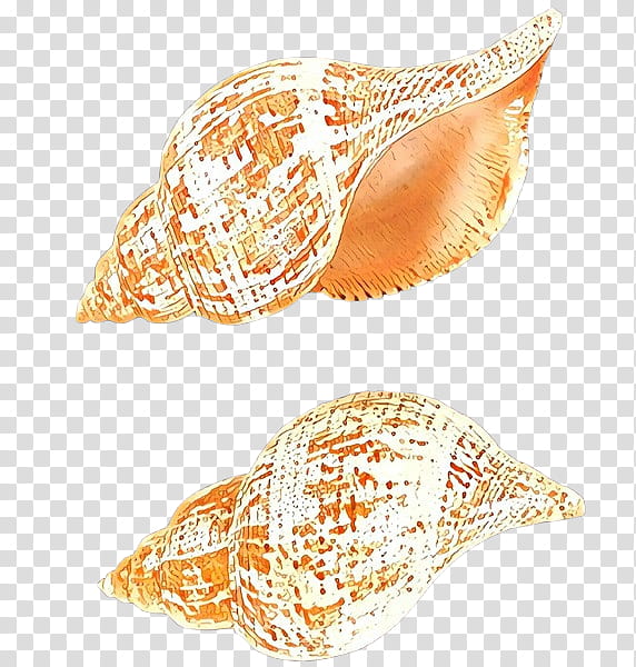 conch shankha geography cone conch shell, Cartoon, Sea Snail, Musical Instrument transparent background PNG clipart