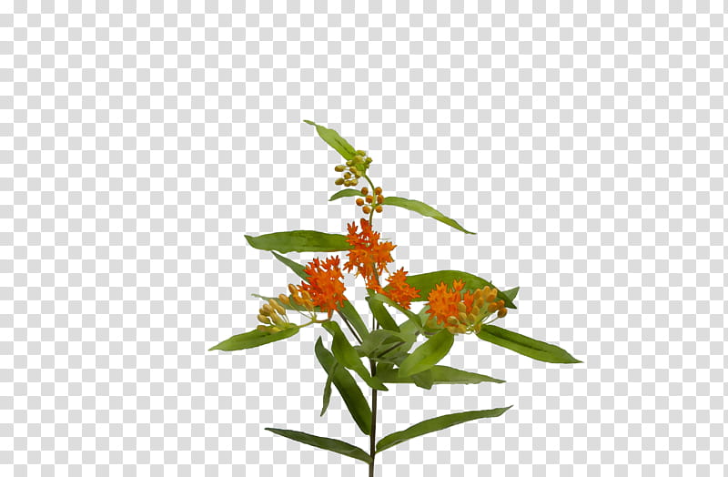 Orchid Flower, Plant Stem, Plants, Leaf, Epidendrum, Herbaceous Plant, Goldenrod transparent background PNG clipart