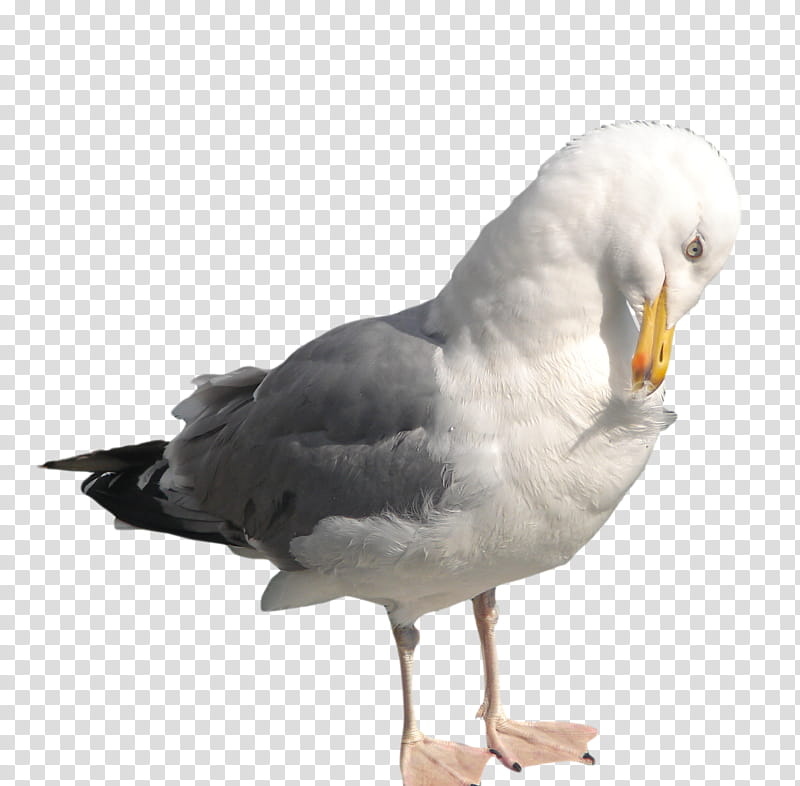 Seagull, white and gray bird transparent background PNG clipart