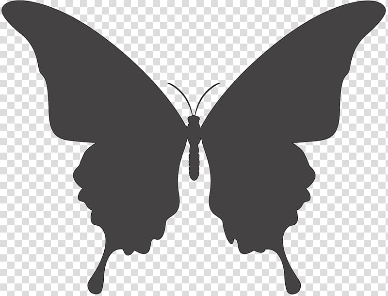 Butterfly Stencil, Ulysses Butterfly, Swallowtail Butterfly, Tattoo, Swallowtails, Moths And Butterflies, Insect, Wing transparent background PNG clipart
