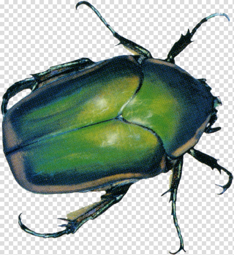 Green Bugs s, green beetle art transparent background PNG clipart
