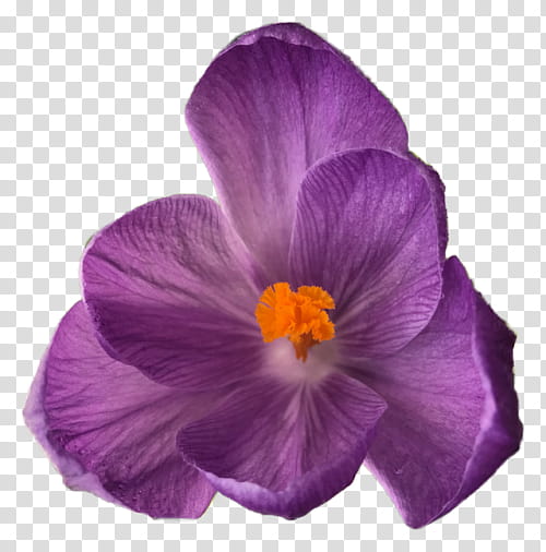 Bouquet Of Flowers Drawing, Flower Bouquet, Flowers , Iris Family, Web Design, Purple, Petal, Violet transparent background PNG clipart