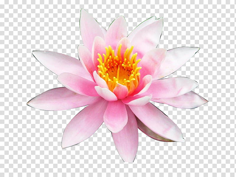 White Lily Flower, Nymphaea Nelumbo, Nymphaea Lotus, Nymphaea Nouchali, Aquatic Plants, White Waterlily, Egyptian Lotus, Lotus Effect transparent background PNG clipart