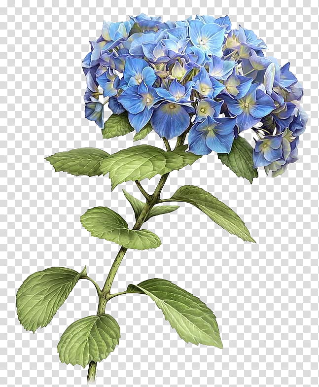 Hydrangeas, blue-petaled flowers transparent background PNG clipart