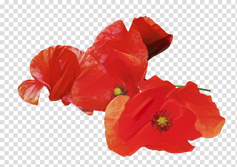 Memorial Day Poppy Flower, Anzac Day, Armistice Day, Remembrance Poppy, Australian And New Zealand Army Corps, White Poppy, National War Memorial, World War I transparent background PNG clipart