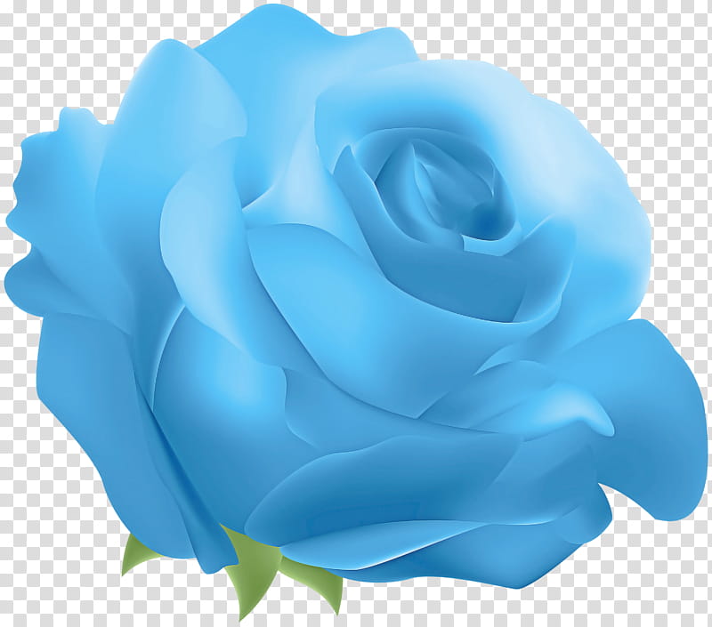 Blue rose, Flower, Garden Roses, White, Rose Family, Petal, Turquoise ...
