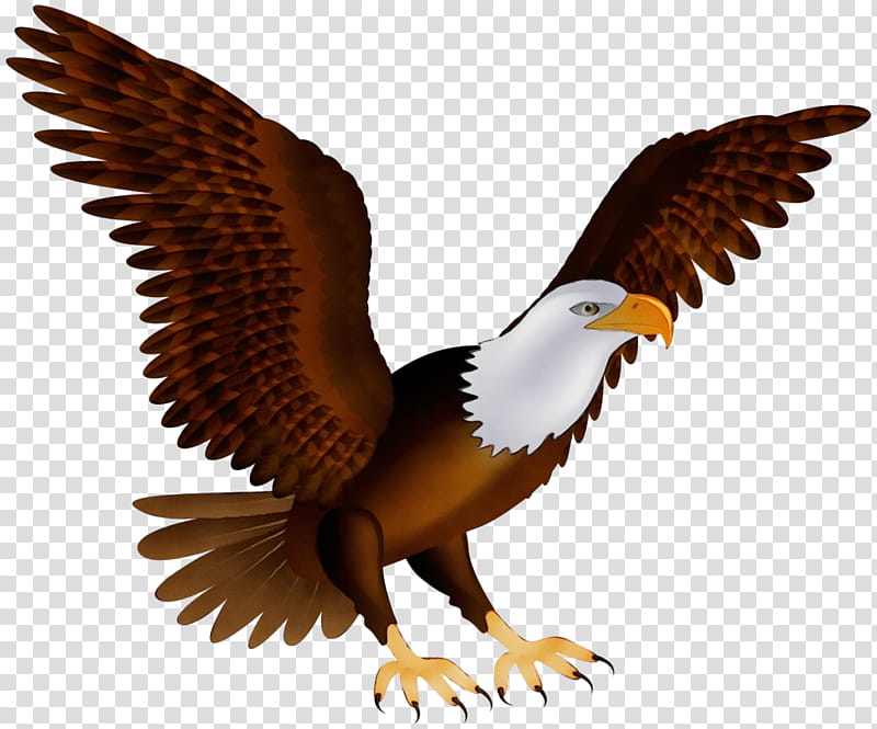 bird bird of prey eagle accipitridae bald eagle, Watercolor, Paint, Wet Ink, Golden Eagle, Beak, Kite, Wing transparent background PNG clipart