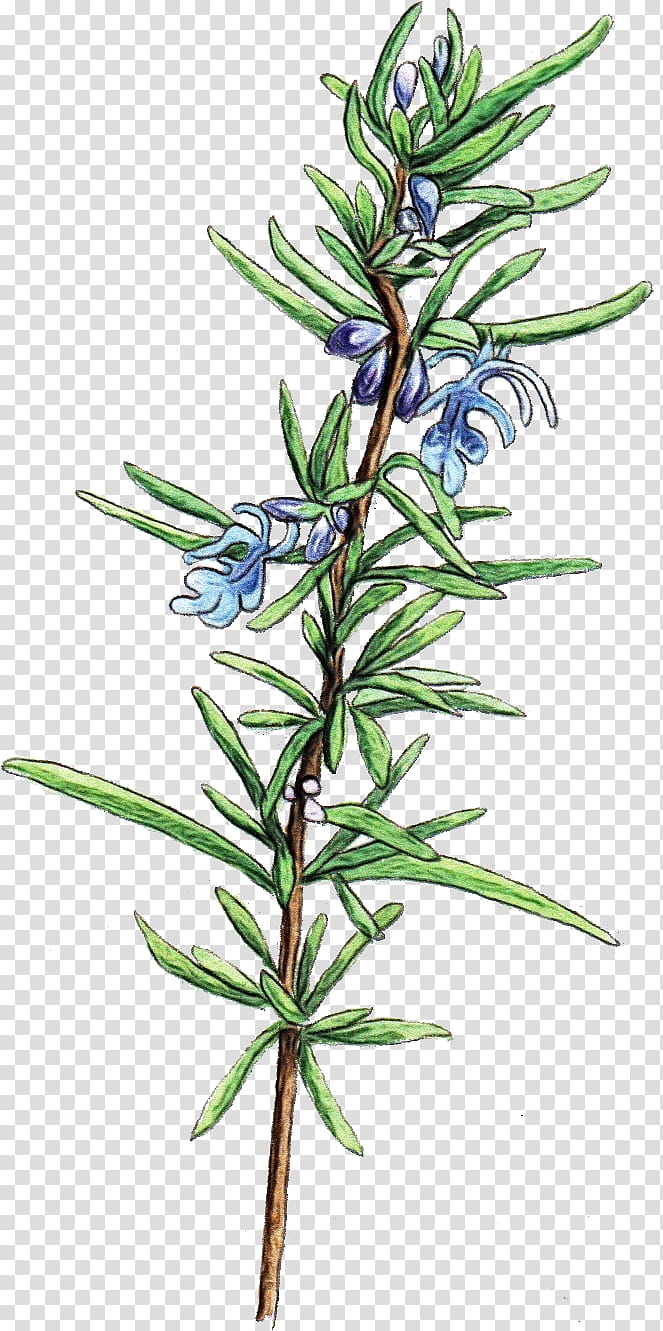 Rosemary, Watercolor, Paint, Wet Ink, Flower, Flowering Plant, Herb, Plant Stem transparent background PNG clipart