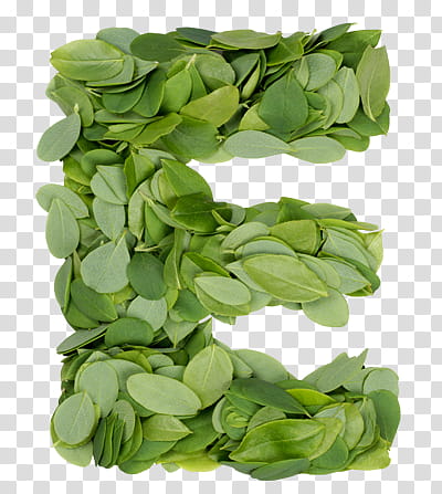 Alphabetic Stuff s, green moringa leafed e illustration transparent background PNG clipart