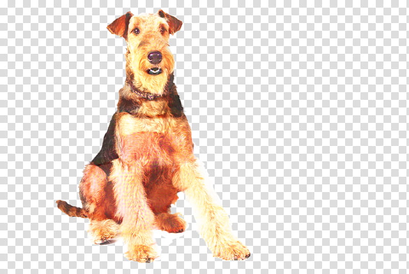 Cartoon People, Airedale Terrier, Irish Terrier, Welsh Terrier, Companion Dog, Wales, Snout, Dog Clothes transparent background PNG clipart