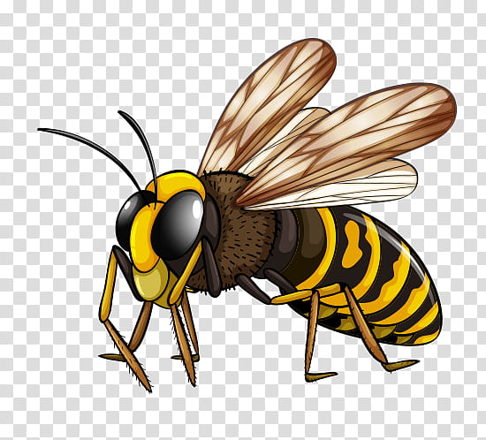Honey, Hornet, Wasp, Characteristics Of Common Wasps And Bees, Stinger, Insect, Pest, Honey Bee transparent background PNG clipart
