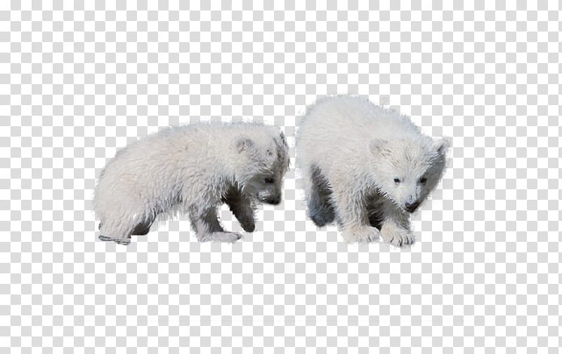 Ba, two white bears transparent background PNG clipart