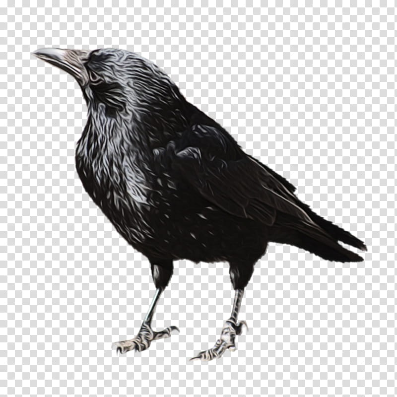 Bird, American Crow, Rook, New Caledonian Crow, Drawing, Raven, Feather, Crows transparent background PNG clipart