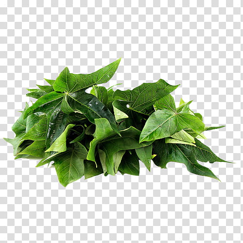 Ivy Leaf, Vegetable, Potato Leaf, Sweet Potatoes, Restaurant, Chayote, Organic Food, Salad transparent background PNG clipart
