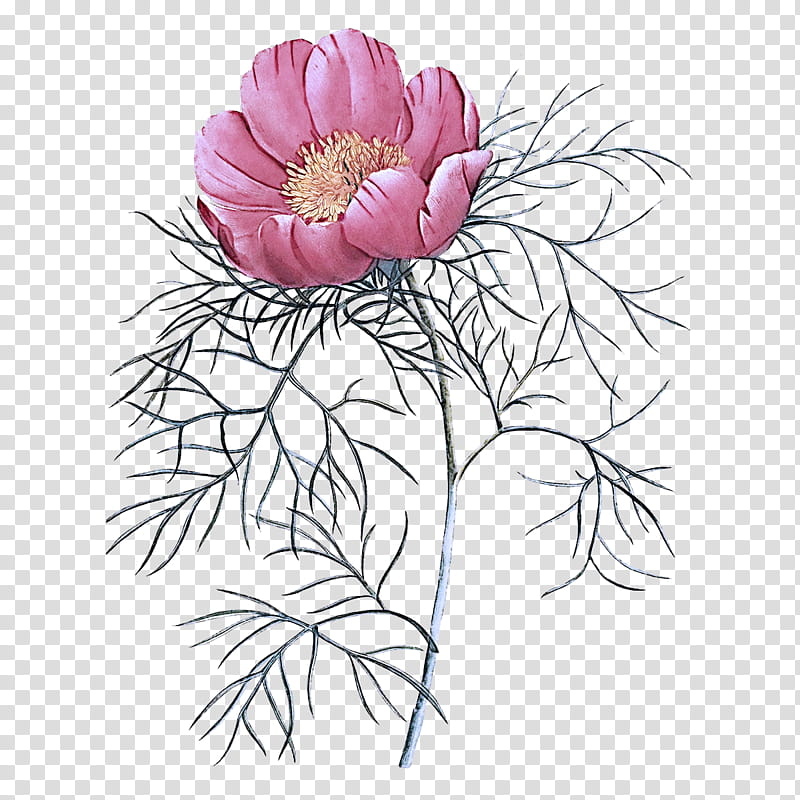 flower plant petal pink wildflower, Pedicel, Cut Flowers, Peony, Chinese Peony, Anemone, Common Peony, Prickly Rose transparent background PNG clipart