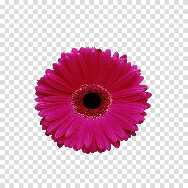 flower power s, pink flower transparent background PNG clipart