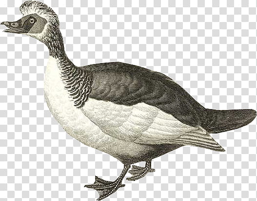 gray and white duck illustration transparent background PNG clipart