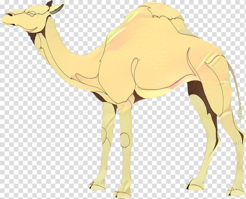 Train, Dromedary, Camel Train, Cartoon, Caravan, Camelid, Arabian Camel, Animal Figure transparent background PNG clipart