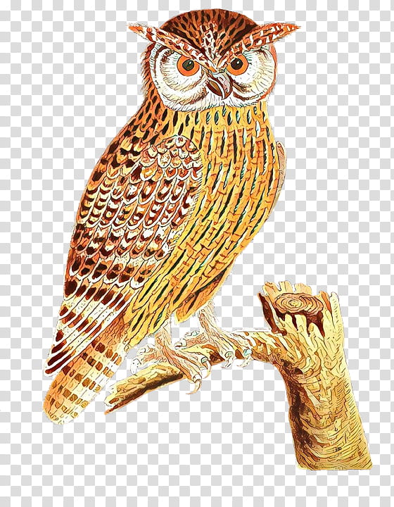 Bird, Owl, Great Horned Owl, Eurasian Eagleowl, Drawing, Bird Of Prey, Beak, Screech Owl transparent background PNG clipart