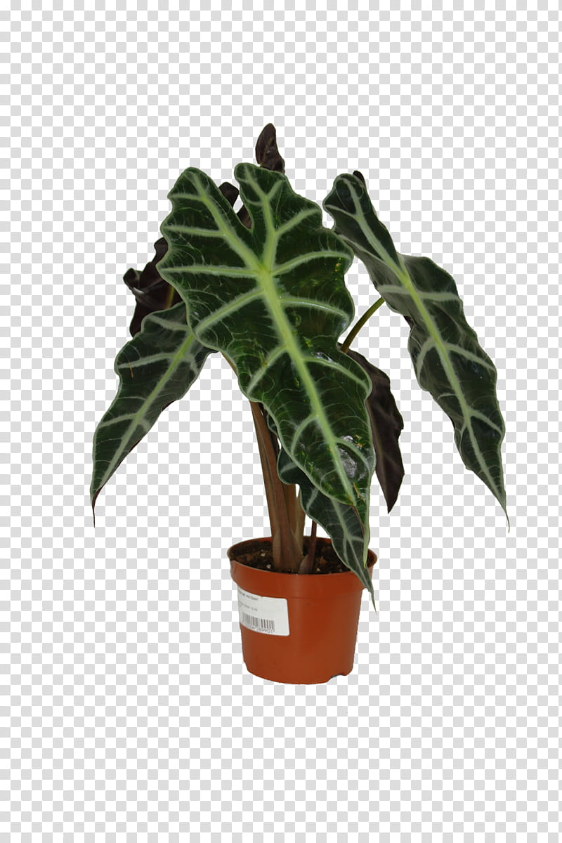 Cartoon Flower, Flowerpot, Leaf, Houseplant, Anthurium, Alismatales, Terrestrial Plant, Arum Family transparent background PNG clipart