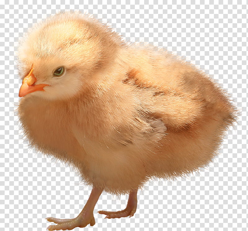 yellow chicken chick transparent background PNG clipart