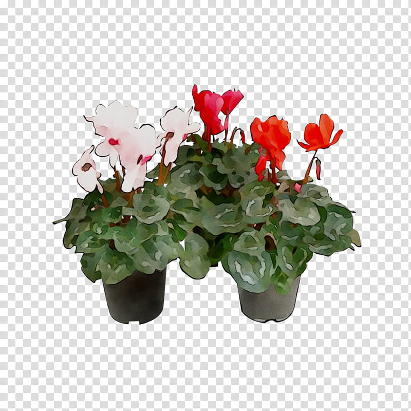 Flowers, Cyclamen, Flowerpot, Houseplant, Annual Plant, Begonia, Artificial Flower, Geraniums transparent background PNG clipart