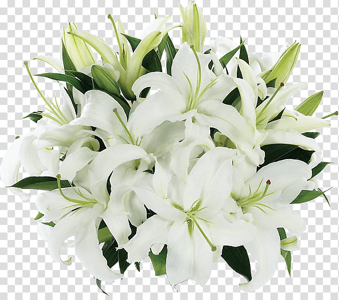 White Lily Flower, Madonna Lily, Floral Design, Flower Bouquet, Lily stargazer, Cut Flowers, Vase, Calla Lily transparent background PNG clipart