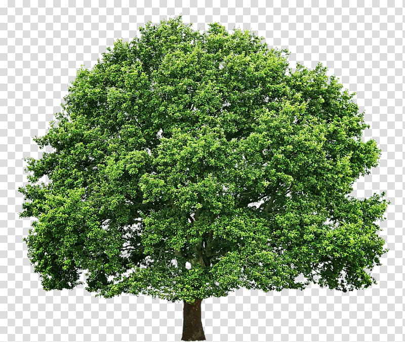 Family Tree, Hoffman Tree Service, Hardwood, Pruning, Arborist, Oak, Business, Certified Arborist transparent background PNG clipart