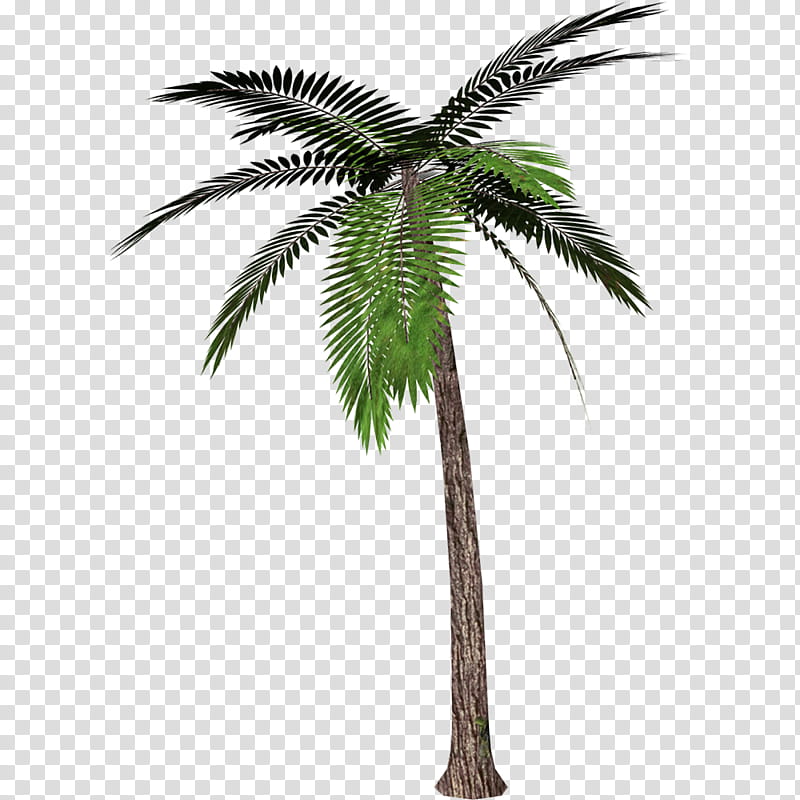 Date Tree Leaf, Palm Trees, Mexican Fan Palm, Coconut, California Palm, Arecales, Fan Palms, Plant transparent background PNG clipart