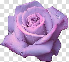 Purple aesthetic , purple rose transparent background PNG clipart